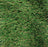 Daytona - 61oz Face Weight - Full Size Artificial Grass Turf Roll - Synthetic Grass Lawn