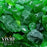 VIVID Heat - "Emerald Green" 1/2" - 3/4" Large, Tempered Fire Glass for Fireplace & Fire Pit